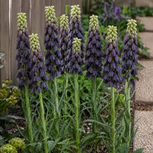 Fritillaria persica