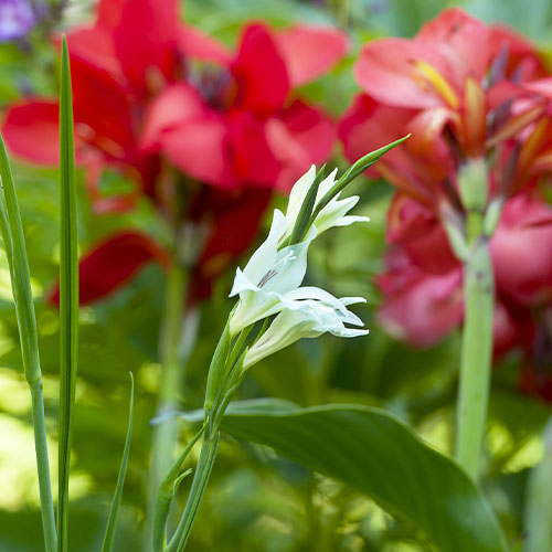 Gladiole Albus - online bestellen direkt aus Holland