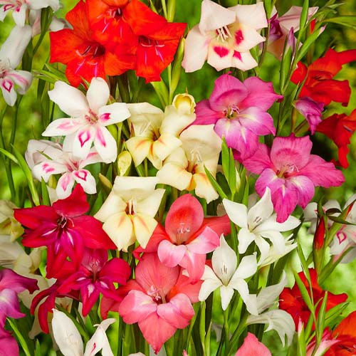 Gladiole Botanic Nanus Kollektionture - online bestellen direkt aus Holland