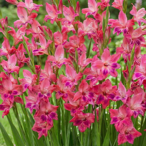 Gladiolus Vulcano