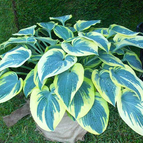 Hosta (Funkie) First Frost - online bestellen direkt aus Holland - for Sale Hosta (Funkie) First Frost - online bestellen direkt aus Holland