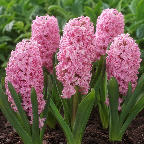 Hyazinthen Anna Marie - online bestellen direkt aus Holland - for Sale Hyazinthen Anna Marie - online bestellen direkt aus Holland