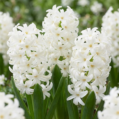 Hyacinth Carnegie - for Sale Hyacinth Carnegie