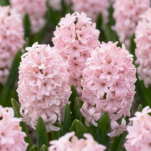 Hyacinth China Pink - for Sale Hyacinth China Pink