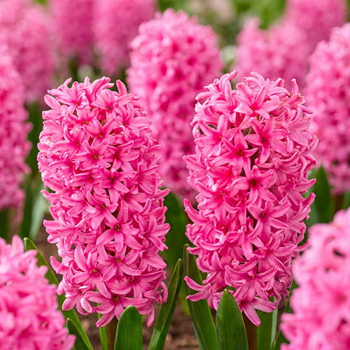 Hyacinth Johanna - for Sale Hyacinth Johanna