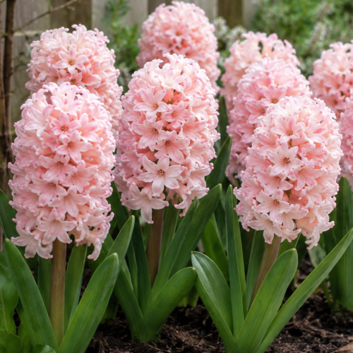 Hyacinth Pink Elephant - for Sale Hyacinth Pink Elephant