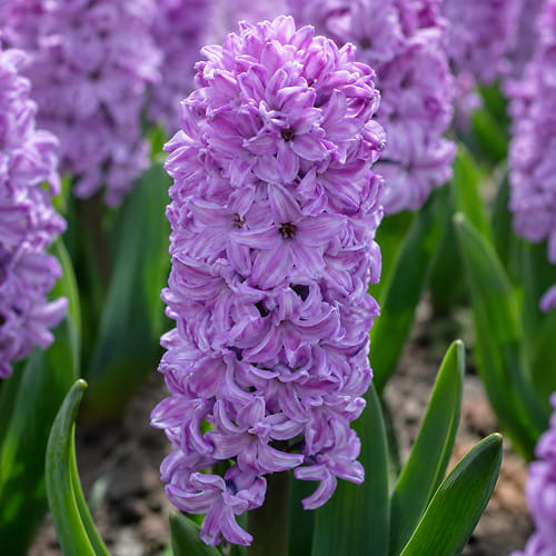 Hyacinth Splendid Cornelia - for Sale Hyacinth Splendid Cornelia