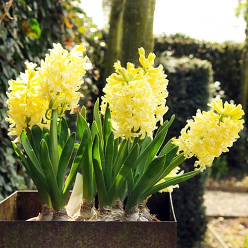 Hyacinth Yellowstone