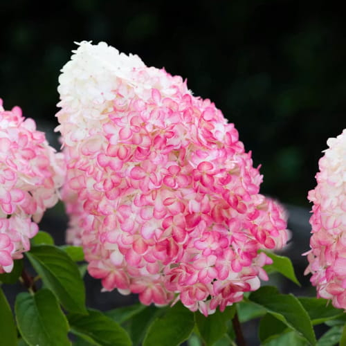 Hydrangea (Hortensia) Paniculata Pink & Rose