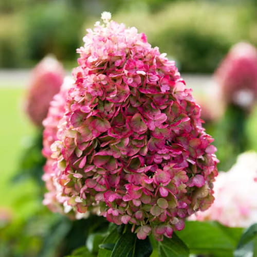 Hydrangea (Hortensia) Paniculata Pinky Promise
