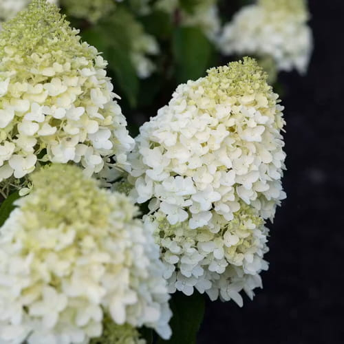 Hydrangea (Hortensia) Paniculata Sugar Rush