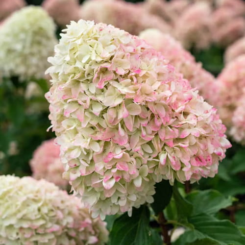 Hydrangea (Hortensia) Paniculata Candy Love