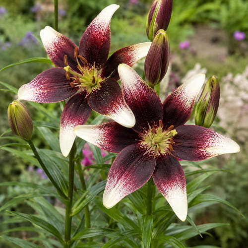 Lily (Lilium) Nettys Pride