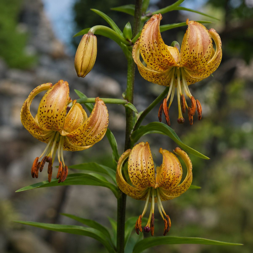 Lily (Lilium) Peppard Gold - for Sale Lily (Lilium) Peppard Gold