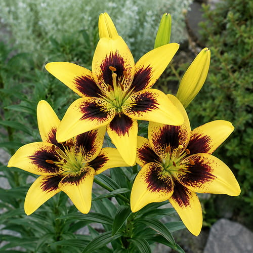 Lily (Lilium) Pieton - for Sale Lily (Lilium) Pieton
