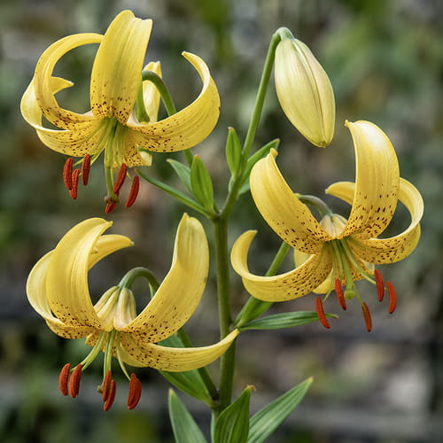 Lily (Lilium) Golden Morning - for Sale Lily (Lilium) Golden Morning
