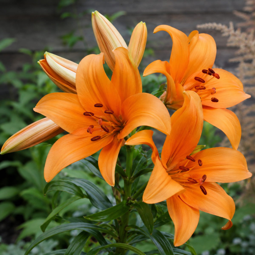 Lily (Lilium) Orange Space