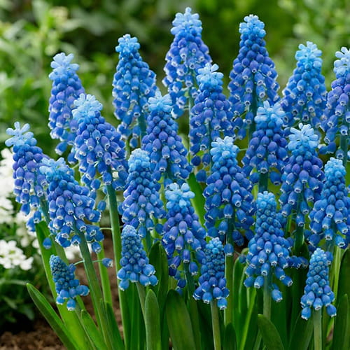 Muscari Blue Moon