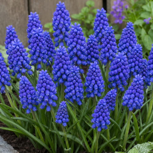 Muscari Blue Spike - online bestellen direkt aus Holland