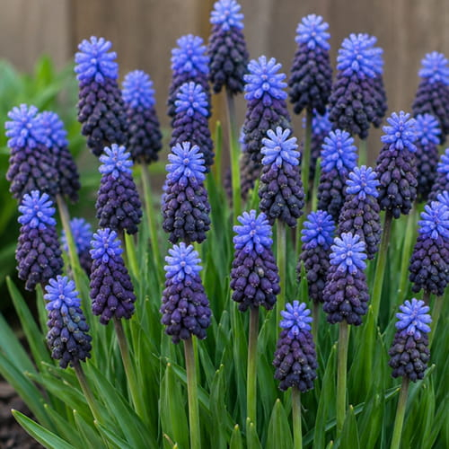 Muscari Latifolium - online bestellen direkt aus Holland - for Sale Muscari Latifolium - online bestellen direkt aus Holland