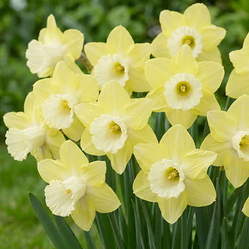 Narcissus (Daffodil) Avalon