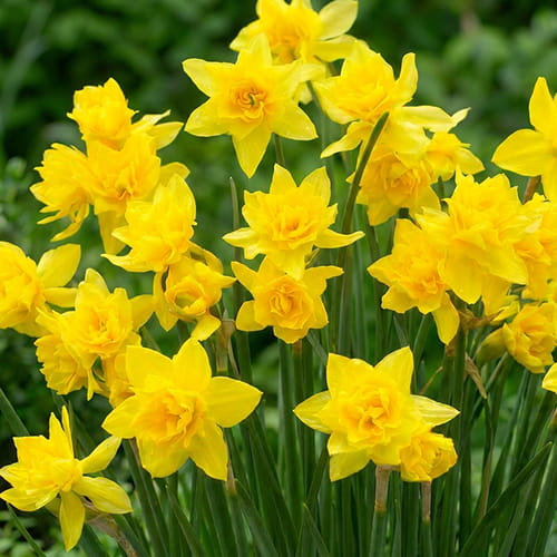 Narcissus (Daffodil) Double Campernelle - for Sale Narcissus (Daffodil) Double Campernelle