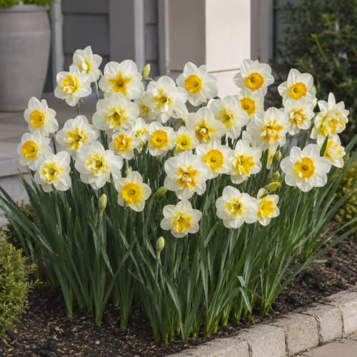 Narcissus (Daffodil) Pappilion Butterfly Collection