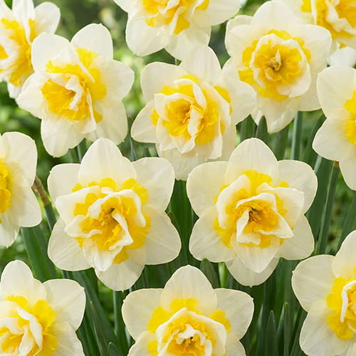 Narcissus (Daffodil) Serena Lodge - for Sale Narcissus (Daffodil) Serena Lodge