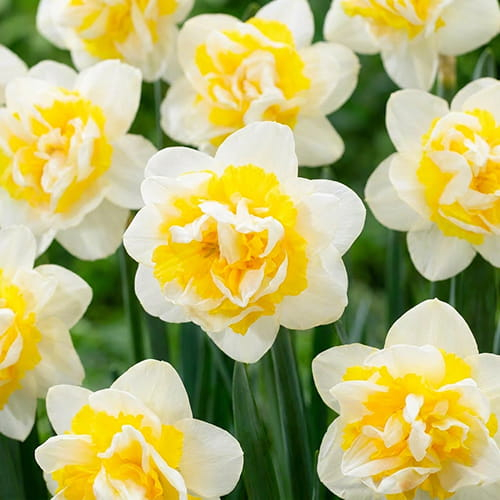 Narcissus (Daffodil) Westward - for Sale Narcissus (Daffodil) Westward