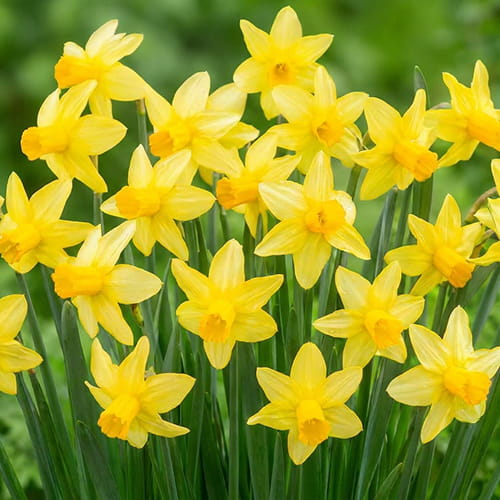 Narcissus (Daffodil) Mother Duck - for Sale Narcissus (Daffodil) Mother Duck