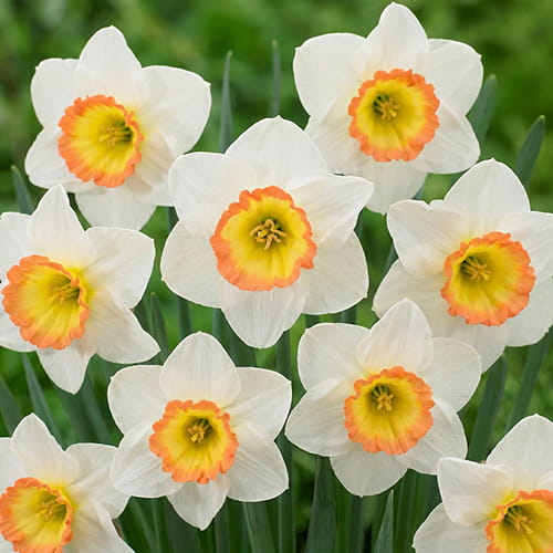 Narcissus (Daffodil) Night Cap - for Sale Narcissus (Daffodil) Night Cap