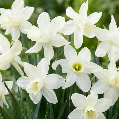 Narcissus (Daffodil) Snow Baby (Ice Baby)