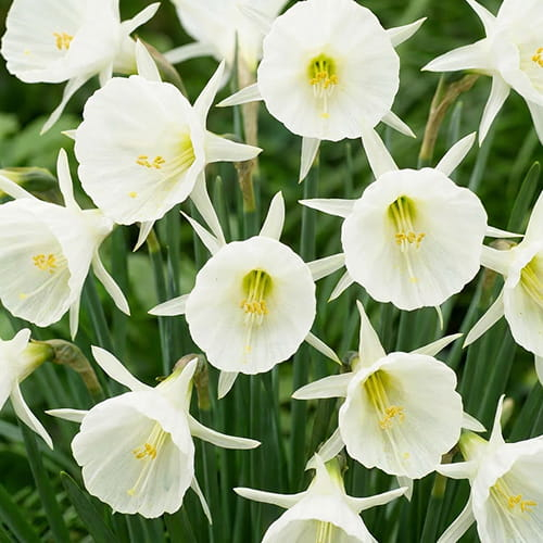 Narcissus (Daffodil) White Petticoat - for Sale Narcissus (Daffodil) White Petticoat