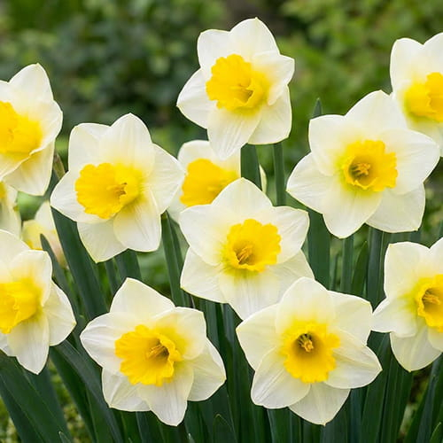 Narzisse (Osterglocke) Yellow Salome - online bestellen direkt aus Holland - for Sale Narzisse (Osterglocke) Yellow Salome - online bestellen direkt aus Holland