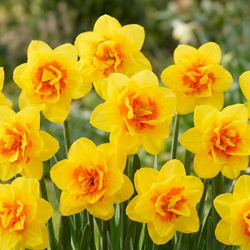 Narcissus (Daffodil) Zaragoza - online bestellen direkt aus Holland