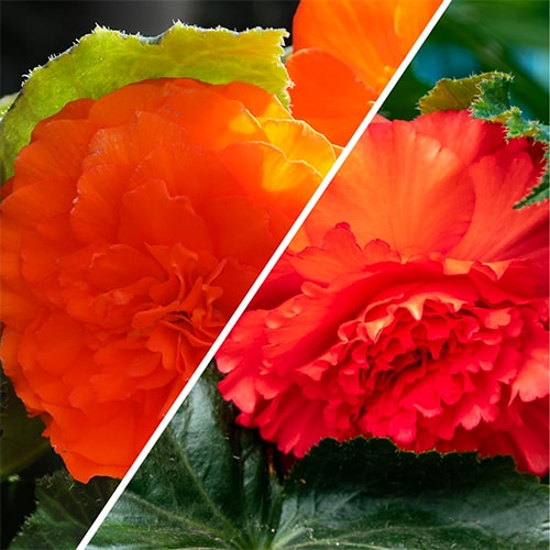 Orange & Red Begonia Fimbriata Collection (5 tubers) - online bestellen direkt aus Holland