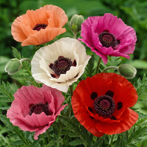 Papaver (orientalisch) Kollektion (5 plants)