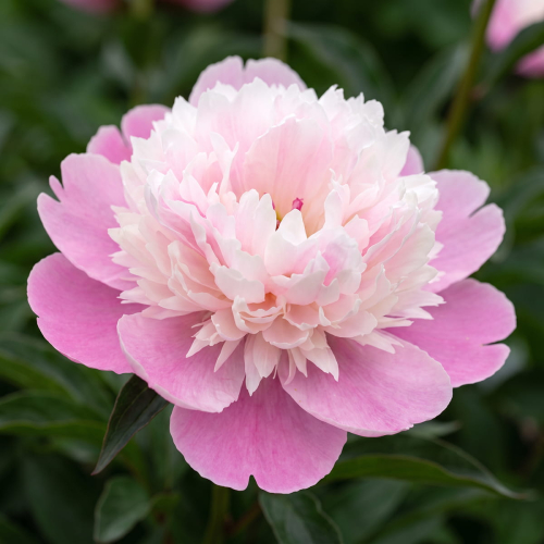 Peony Kelway's Daystar - for Sale Peony Kelway's Daystar