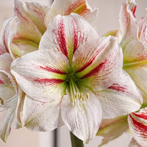 Amaryllis (Hippeastrum) Ambiance - for Sale Amaryllis (Hippeastrum) Ambiance