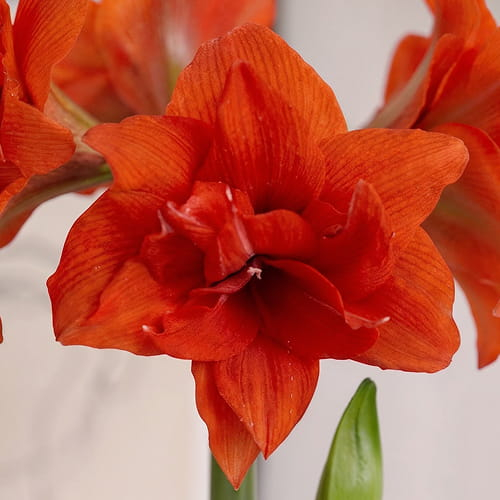 Amaryllis (Hippeastrum) Celica - for Sale Amaryllis (Hippeastrum) Celica