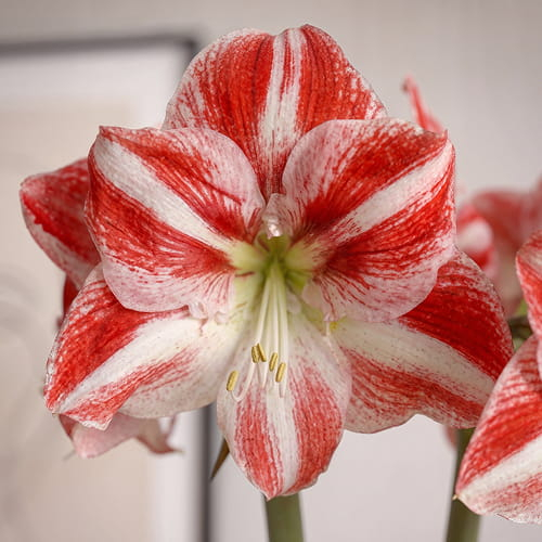 Amaryllis (Hippeastrum) Clown