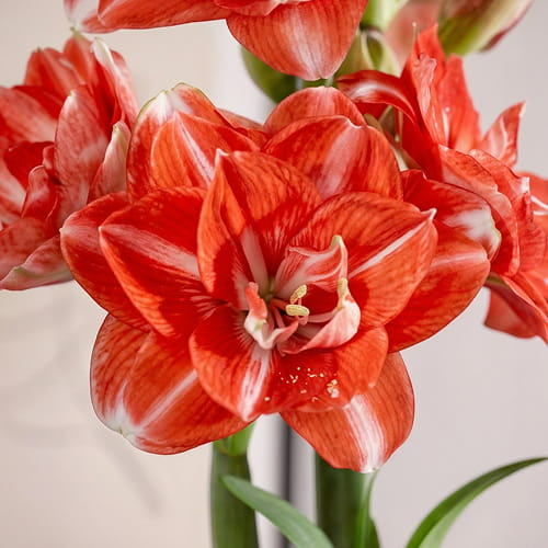 Amaryllis (Hippeastrum) Double Shine - for Sale Amaryllis (Hippeastrum) Double Shine