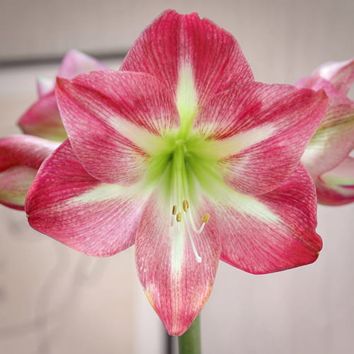 Amaryllis (Hippeastrum) Exposure - for Sale Amaryllis (Hippeastrum) Exposure