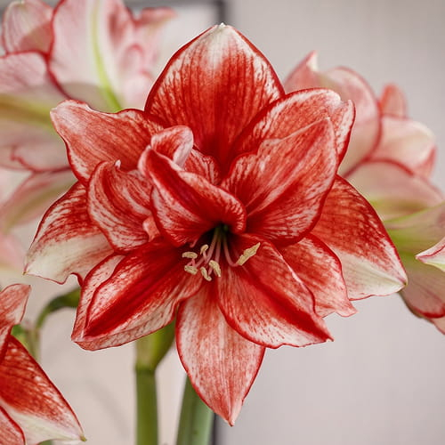 Amaryllis (Hippeastrum) Flamed Amadeus - for Sale Amaryllis (Hippeastrum) Flamed Amadeus