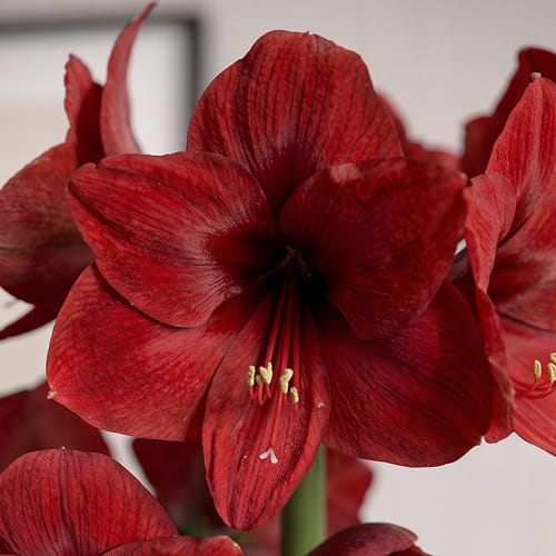 Amaryllis (Hippeastrum) Floris Hekker