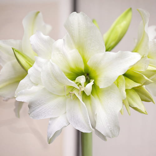 Amaryllis (Hippeastrum) Ice Queen