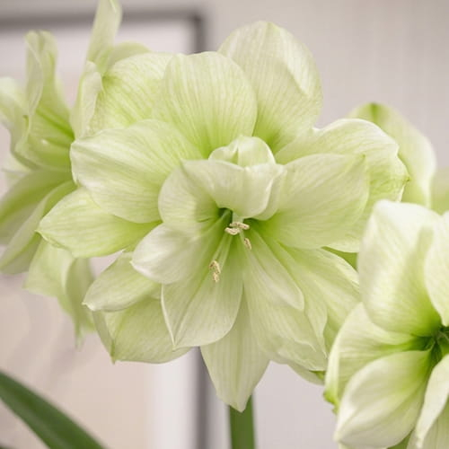 Amaryllis (Hippeastrum) Marilyn