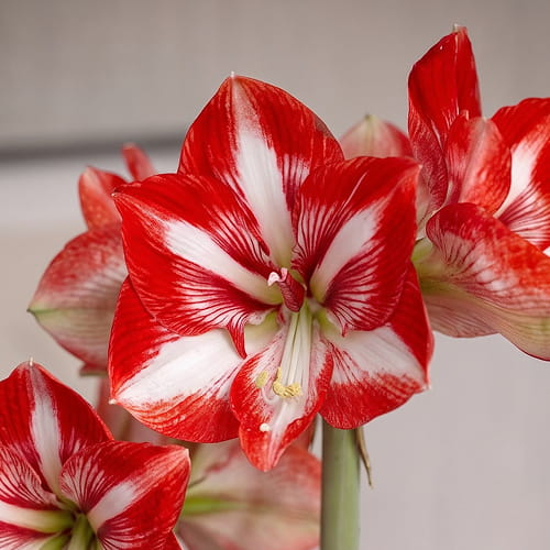 Amaryllis (Hippeastrum) Pierrot