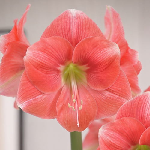 Amaryllis (Hippeastrum) Rosalie