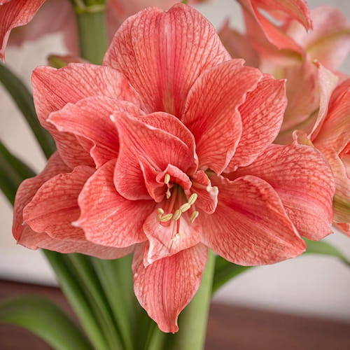 Amaryllis (Hippeastrum) Sweet Nymph